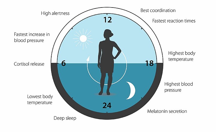 Sur un cycle d'une journée, l'horloge circadienne influence beaucoup d'aspects de notre physiologie comme le sommeil, le comportement alimentaire, la température corporelle ou encore la pression sanguine. © The Nobel Committee for Physiology or Medicine. Illustrator: Mattias Karlén