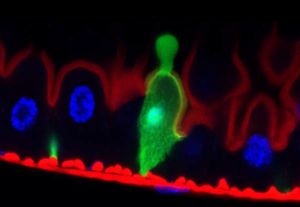 Extrusion cytoplasmique (en vert) au niveau d'une cellule marquée par la GFP - © Catherine Socha (doctorante UdS) / CNRS