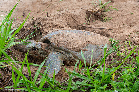 Sur le site de Yalimapo, une quinzaine de tortues luths ont été équipées de caméras embarquées, de biologgeur et de balises Argos. Photos Jody Amiet/Greenpeace
