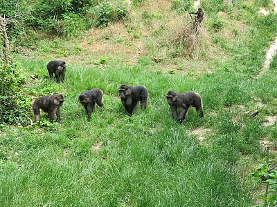 Plus loin, une trentaine de macaques de Tonkean vivent en semi-liberté dans le centre.
