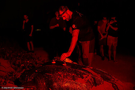 Sur le site de Yalimapo, une quinzaine de tortues luths ont été équipées de caméras embarquées, de biologgeur et de balises Argos.