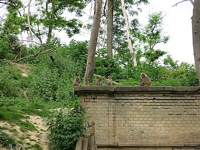Les sept hectares aménagés du centre accueillent différentes espèces parmi lesquelles ces macaques rhésus.