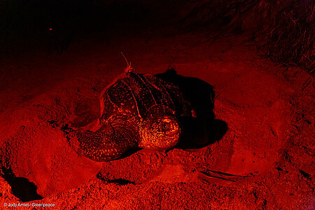 Sur le site de Yalimapo, une quinzaine de tortues luths ont été équipées de caméras embarquées, de biologgeur et de balises Argos.