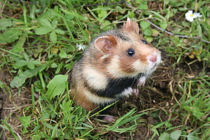 Hamster en milieu semi-naturel (Photo : Mathilde Tissier).