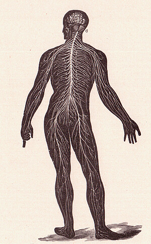 Le système nerveux vu par Alvin Davison